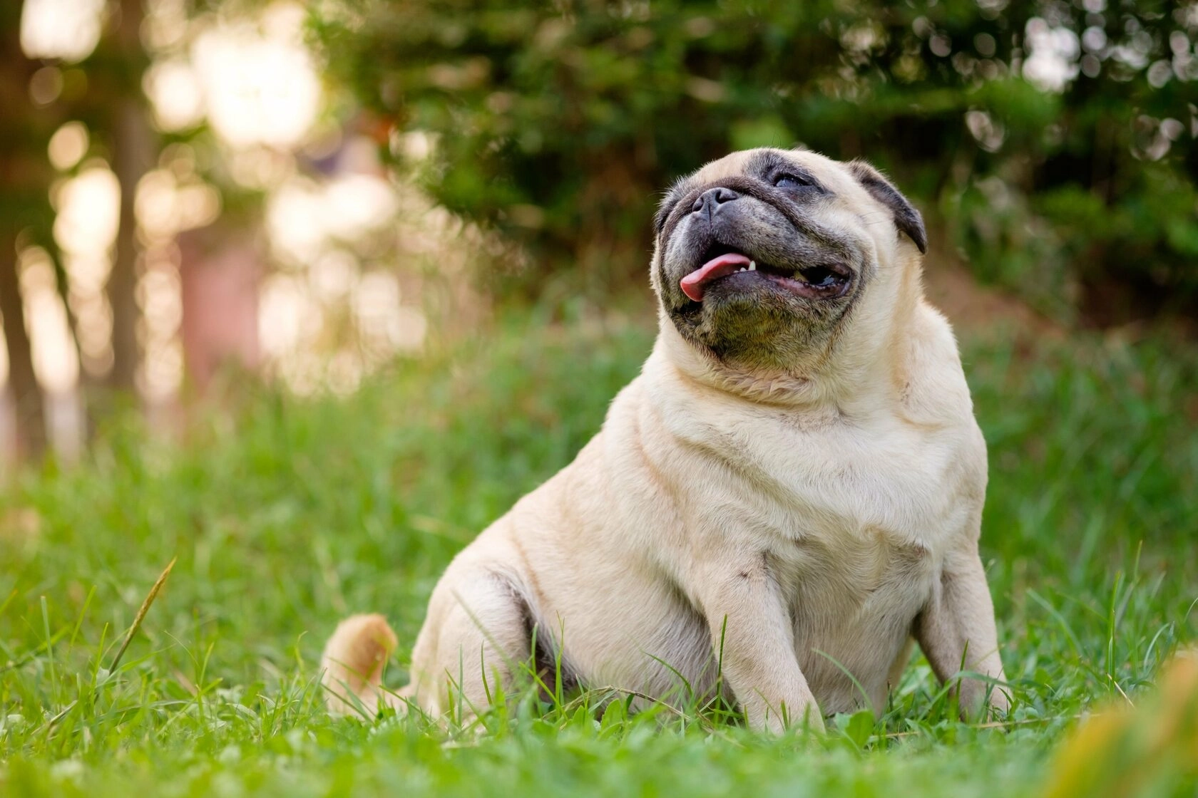 Мопс – лучший друг человека